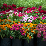 trong-hoa-ban-tet-2026-hoa-chau-nho-3