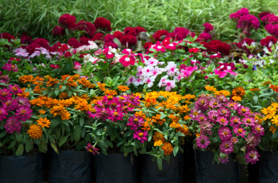 trong-hoa-ban-tet-2026-hoa-chau-nho-3