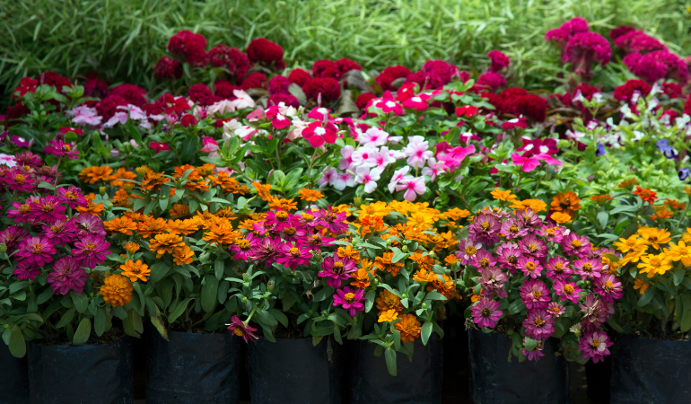 trong-hoa-ban-tet-2026-hoa-chau-nho-3