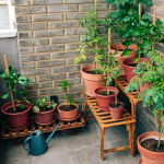 trong-rau-ban-cong-mua-dong-1