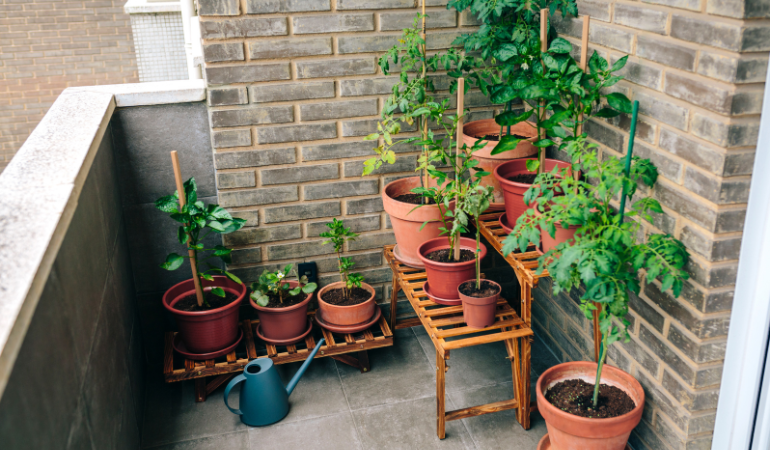 trong-rau-ban-cong-mua-dong-1