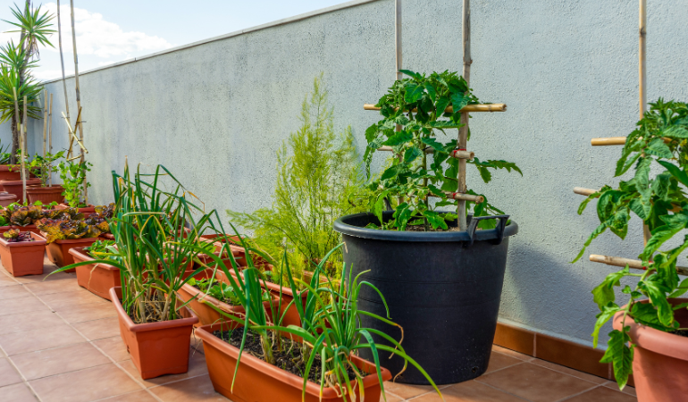 trong-rau-ban-cong-mua-dong-2