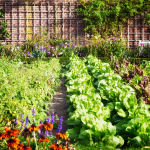 trong-rau-sach-mua-xuan-3