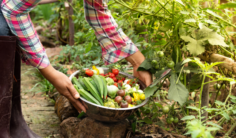 xu-huong-nong-nghiep-xanh-2026-huu-co-tuoi-nho-giot-iot-1