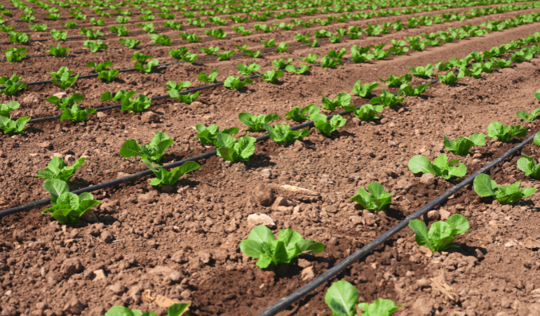 xu-huong-nong-nghiep-xanh-2026-huu-co-tuoi-nho-giot-iot-2