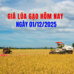 gia-lua-gao-hom-nay-01-12-2025