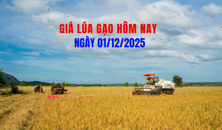 gia-lua-gao-hom-nay-01-12-2025