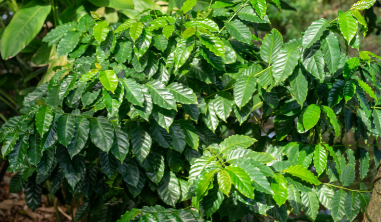 cham-soc-ca-phe-dau-nam-1 (1)