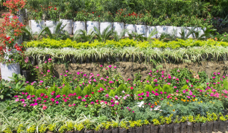 cham-soc-cay-canh-tet-2026-1