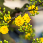 cham-soc-mai-vang-ngay-tet-dung-cach-1