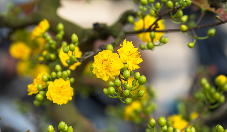 cham-soc-mai-vang-ngay-tet-dung-cach-1