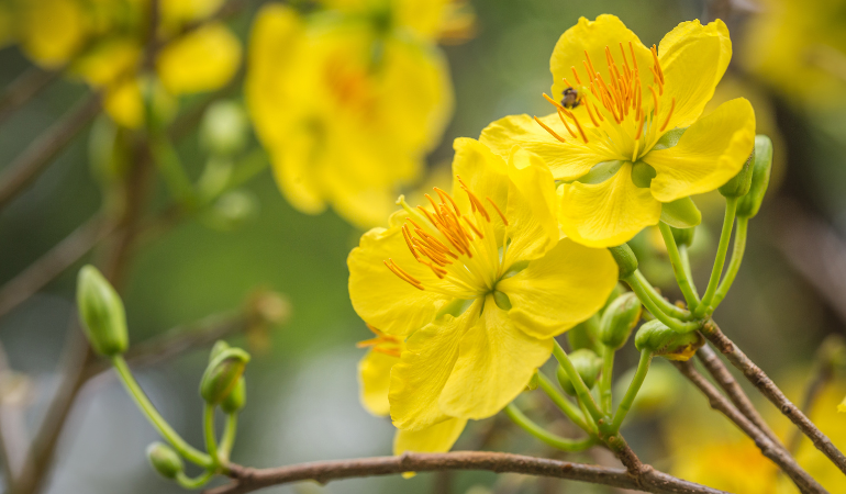 cham-soc-mai-vang-ngay-tet-dung-cach-2