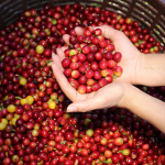 gia-ca-phe-hom-nay-10-12-2025