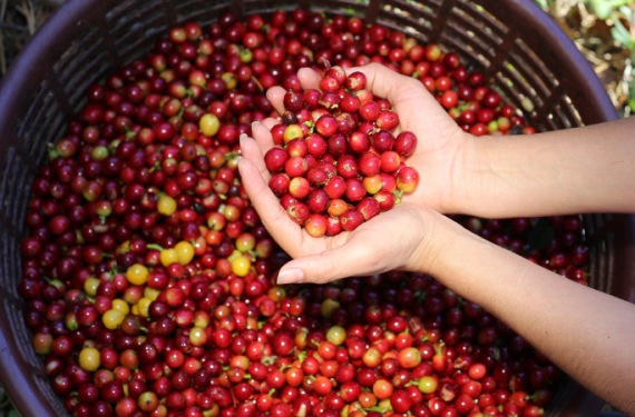 gia-ca-phe-hom-nay-10-12-2025