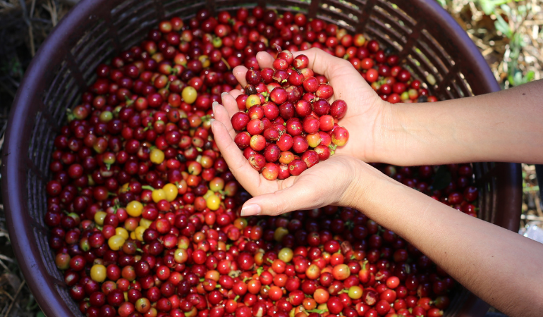 gia-ca-phe-hom-nay-10-12-2025