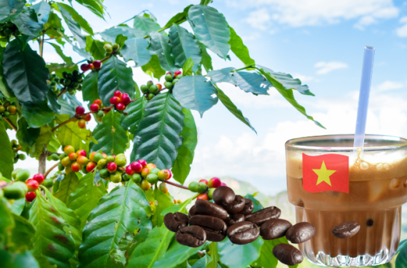 gia-ca-phe-hom-nay-11-12-2025