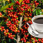 gia-ca-phe-hom-nay-19-12-2025-1