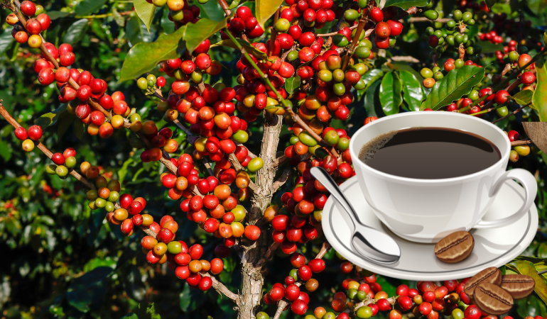 gia-ca-phe-hom-nay-19-12-2025-1