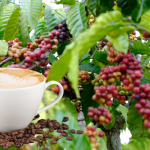 gia-ca-phe-hom-nay-23-12-2025-1