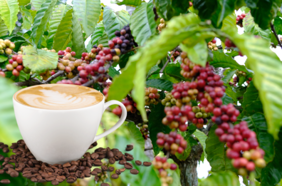 gia-ca-phe-hom-nay-23-12-2025-1