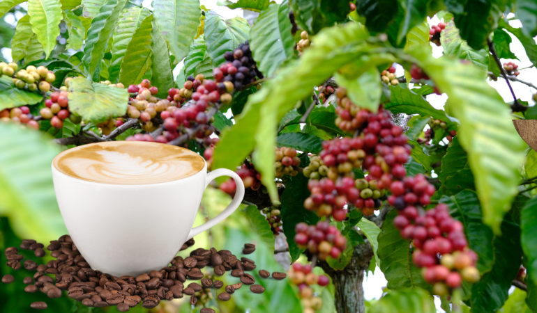 gia-ca-phe-hom-nay-23-12-2025-1