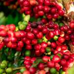 gia-ca-phe-hom-nay-30-12-2025-1