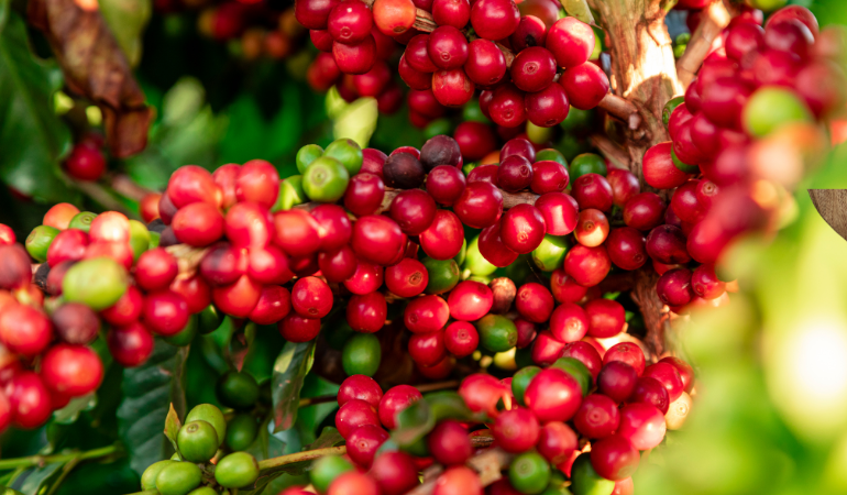 gia-ca-phe-hom-nay-30-12-2025-1