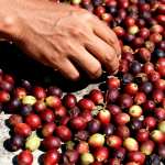 gia-ca-phe-hom-nay-31-12-2025-1