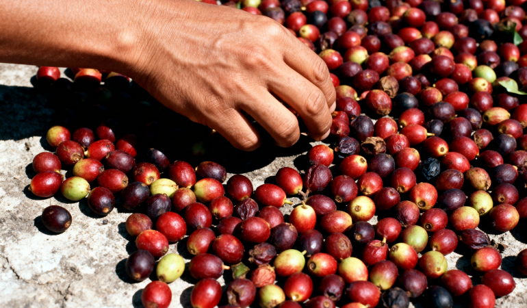 gia-ca-phe-hom-nay-31-12-2025-1