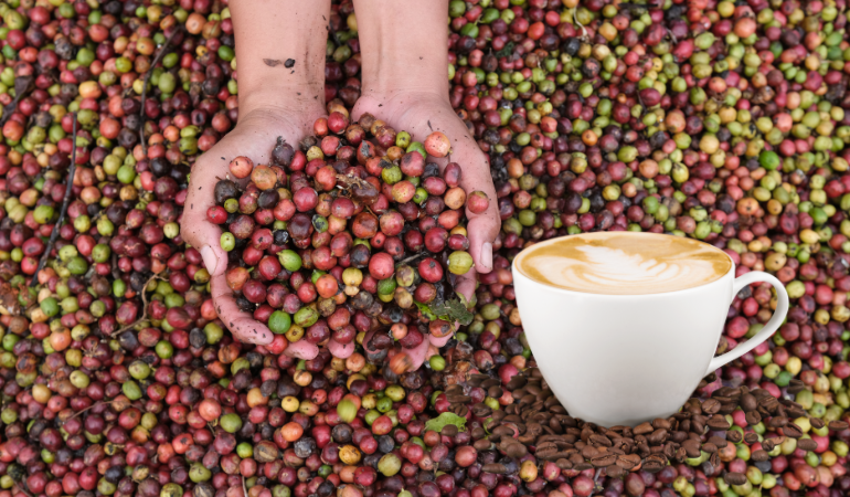 gia-ca-phe-hom-nay-4-12-2025-1