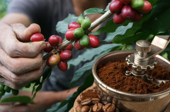 gia-ca-phe-hom-nay-9-12-2025