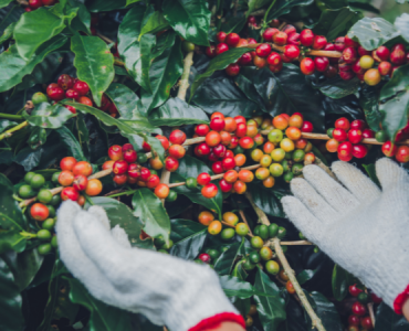 gia-ca-phe-ngay-18-12-2025-3