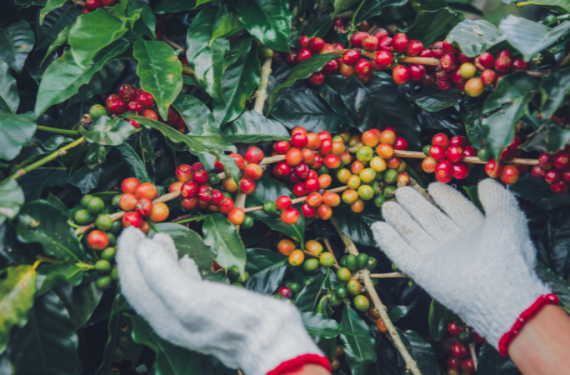 gia-ca-phe-ngay-18-12-2025-3