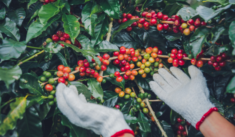 gia-ca-phe-ngay-18-12-2025-3