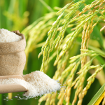 gia-lua-gao-hom-nay-10-12-2025