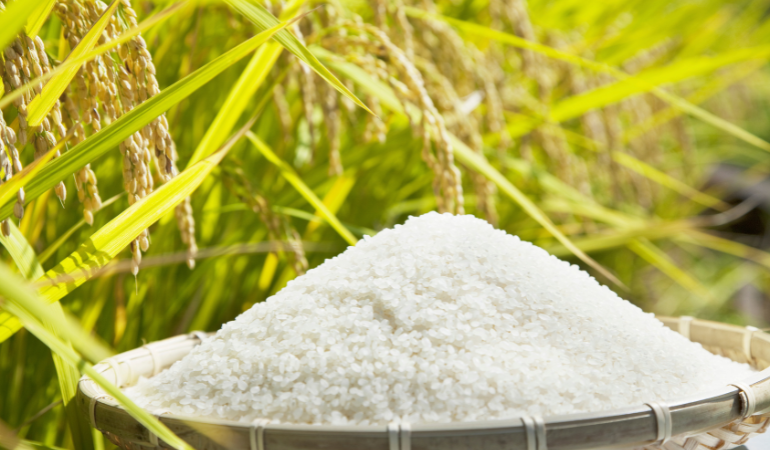 gia-lua-gao-hom-nay-10-12-2025 (2)