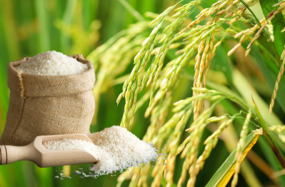 gia-lua-gao-hom-nay-10-12-2025