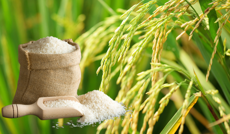 gia-lua-gao-hom-nay-10-12-2025