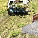 gia-lua-gao-hom-nay-15-12-2025