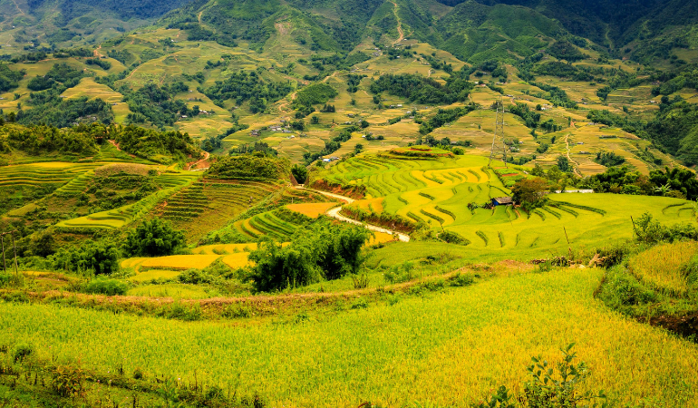 gia-lua-gao-hom-nay-15-12-2025-2