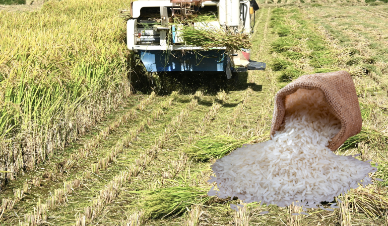 gia-lua-gao-hom-nay-15-12-2025