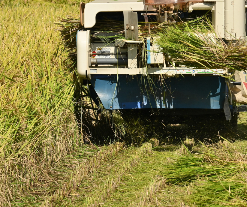 gia-lua-gao-hom-nay-17-12-2025-2