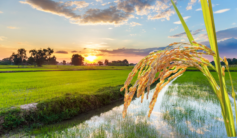 gia-lua-gao-hom-nay-23-12-2025-0