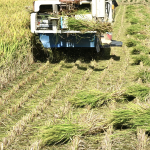 gia-lua-gao-hom-nay-23-12-2025-2 (1)