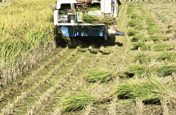 gia-lua-gao-hom-nay-23-12-2025-2 (1)