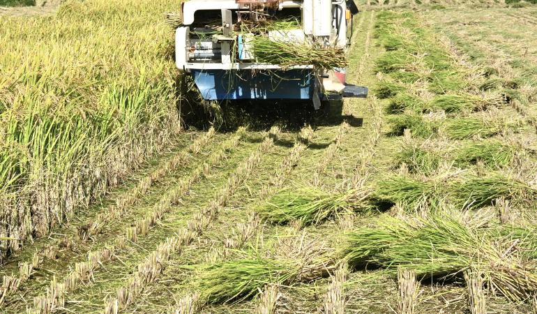 gia-lua-gao-hom-nay-23-12-2025-2 (1)