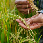 gia-lua-gao-hom-nay-30-12-2025-0