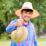 gia-sau-rieng-hom-nay-02-12-2025-1