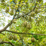 gia-sau-rieng-ngay-26-12-2025