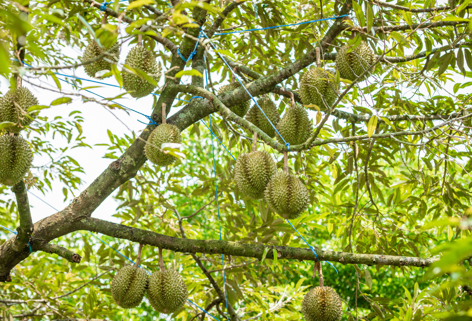 gia-sau-rieng-ngay-26-12-2025